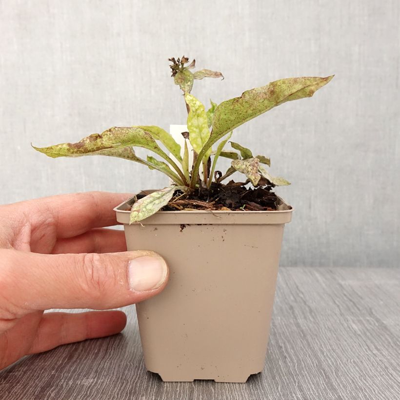 Example of Pulmonaire hybride - Pulmonaria Twinkle Toes Godet de 8/9 cm as you get in printemps