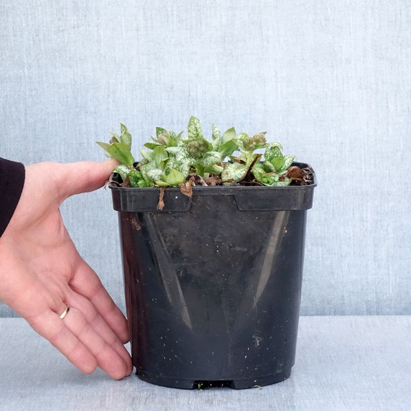 Example of Pulmonaire Moonshine - Pulmonaria Pot de 3L/4L as you get in printemps