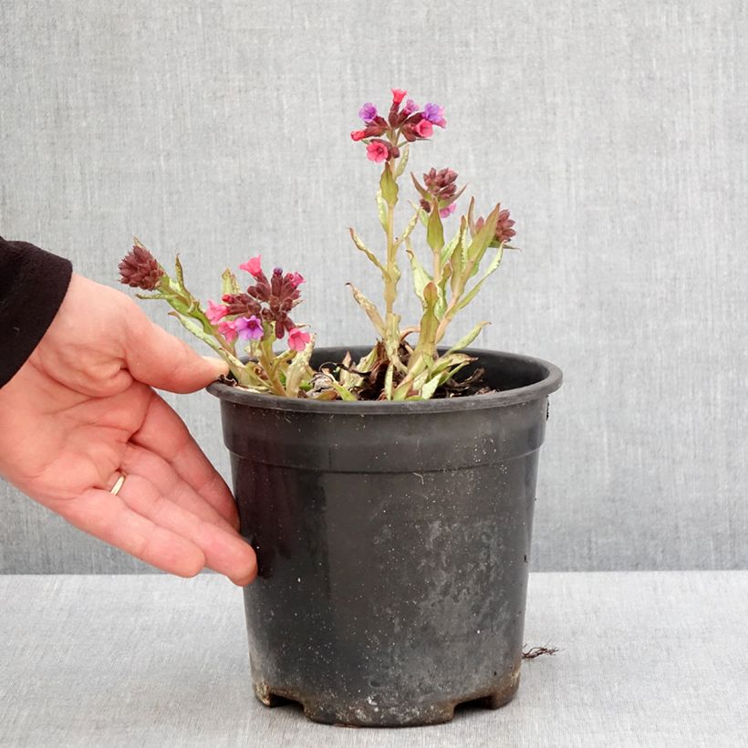 Example of Pulmonaire Silver Bouquet - Pulmonaria saccharata Pot de 2L/3L as you get in printemps
