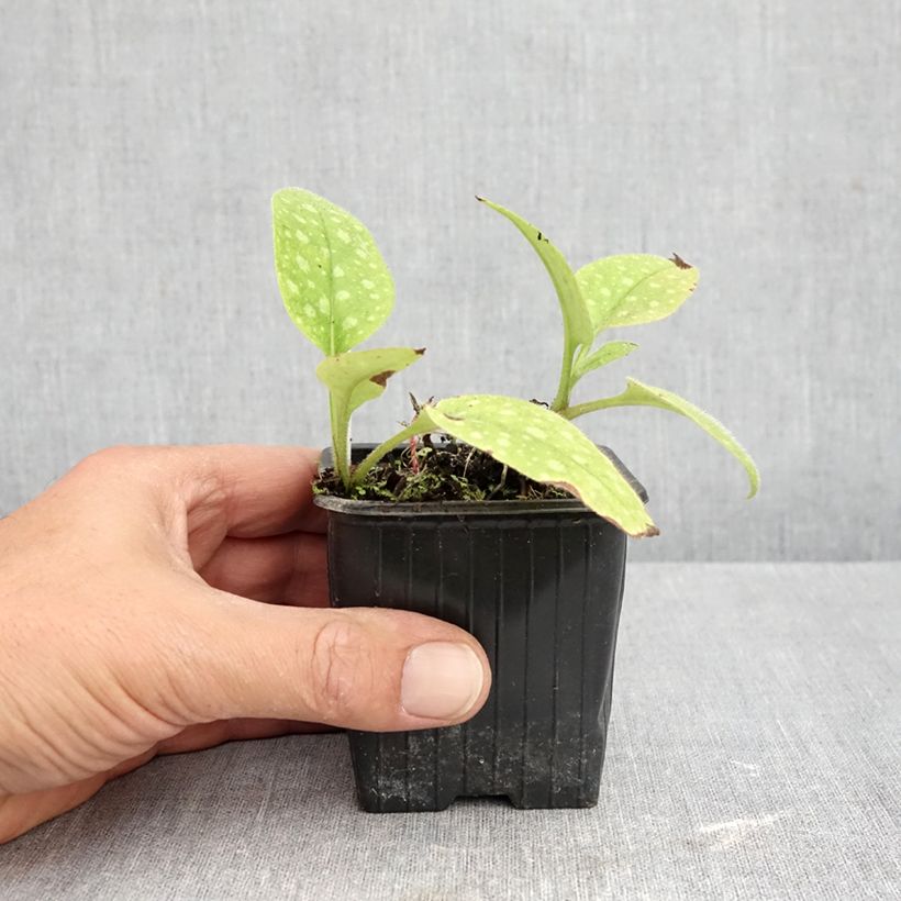 Spécimen de Pulmonaria saccharata Dora Bielefeld Godet de 8/9 cm tel que livré en automne