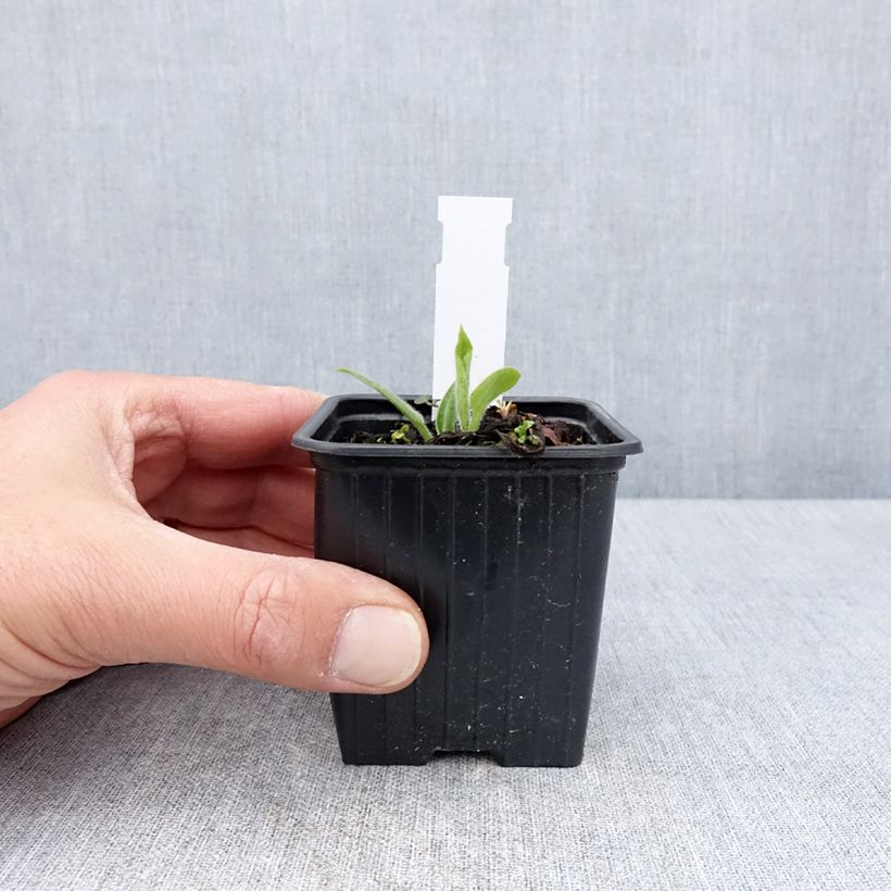 Spécimen de Pulmonaria saccharata Dora Bielefeld Godet de 8/9 cm tel que livré au printemps