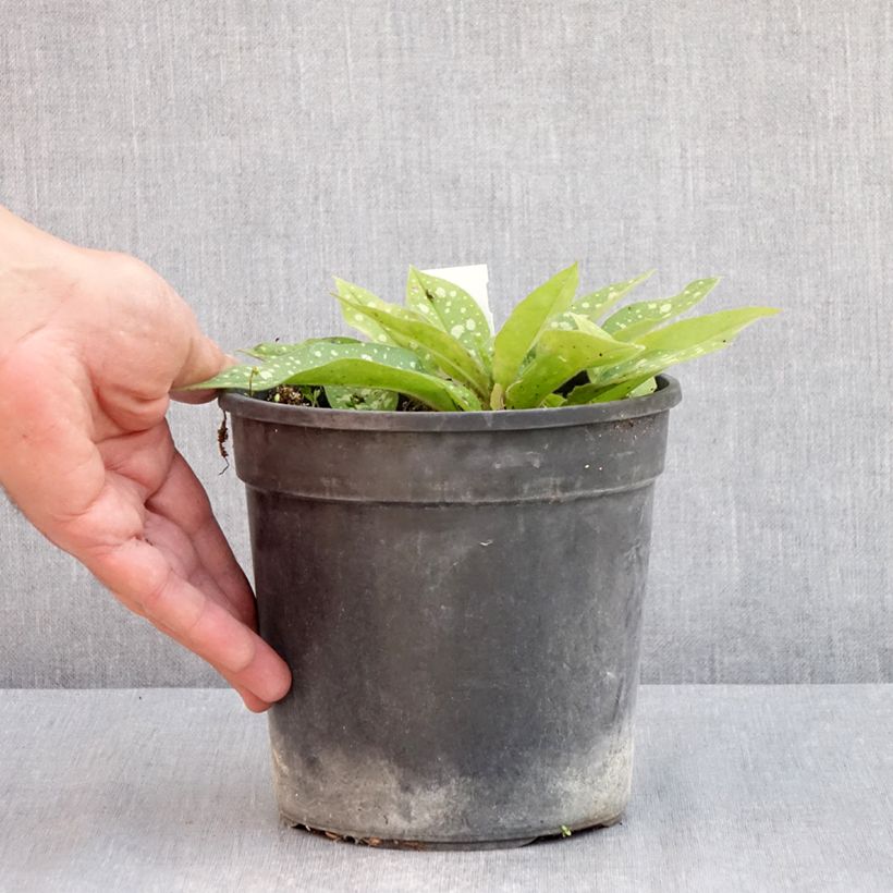 Spécimen de Pulmonaria Trevi Fountain - Pulmonaire hybride Pot de 2L/3L tel que livré au printemps