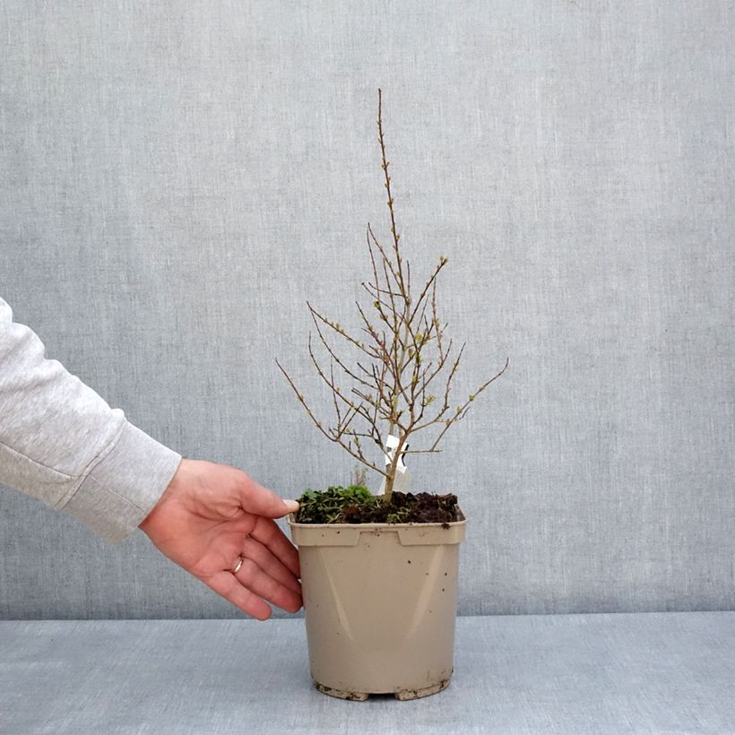 Example of Punica granatum Nana Racemosa - Grenadier nain Pot de 3L/4L as you get in printemps