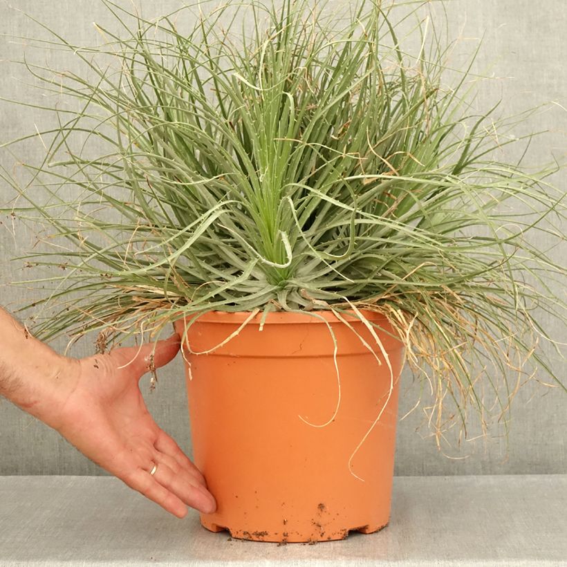 Spécimen de Puya coerulea Violacea - Fleur des Andes Pot de 7,5L/10L tel que livré en été