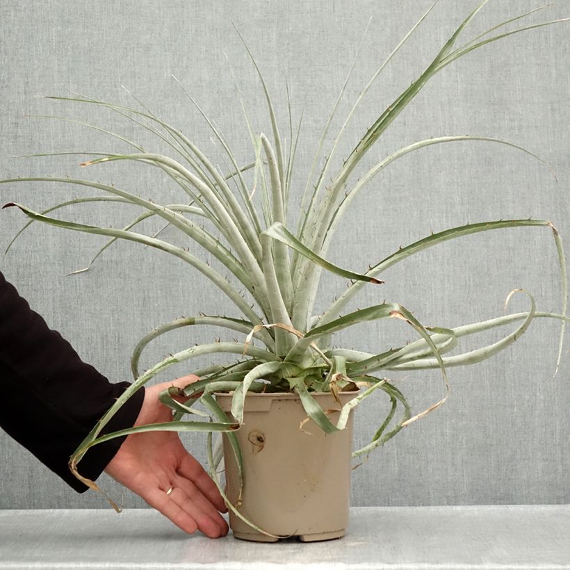 Spécimen de Puya weberiana Pot de 3L/4L tel que livré en automne