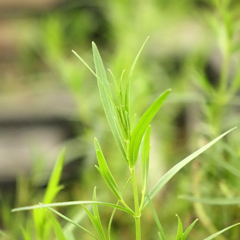 Pycnanthemum flexuosum - Menthe des montagnes (Foliage)