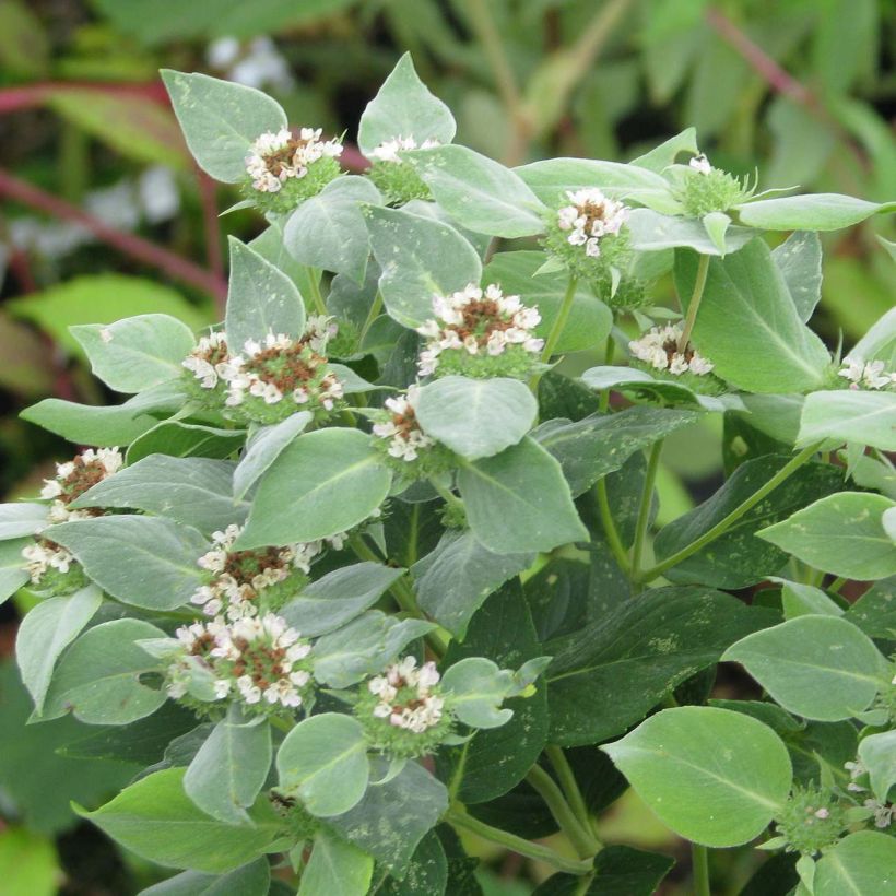 Menthe des montagnes - Pycnanthemum muticum (Foliage)