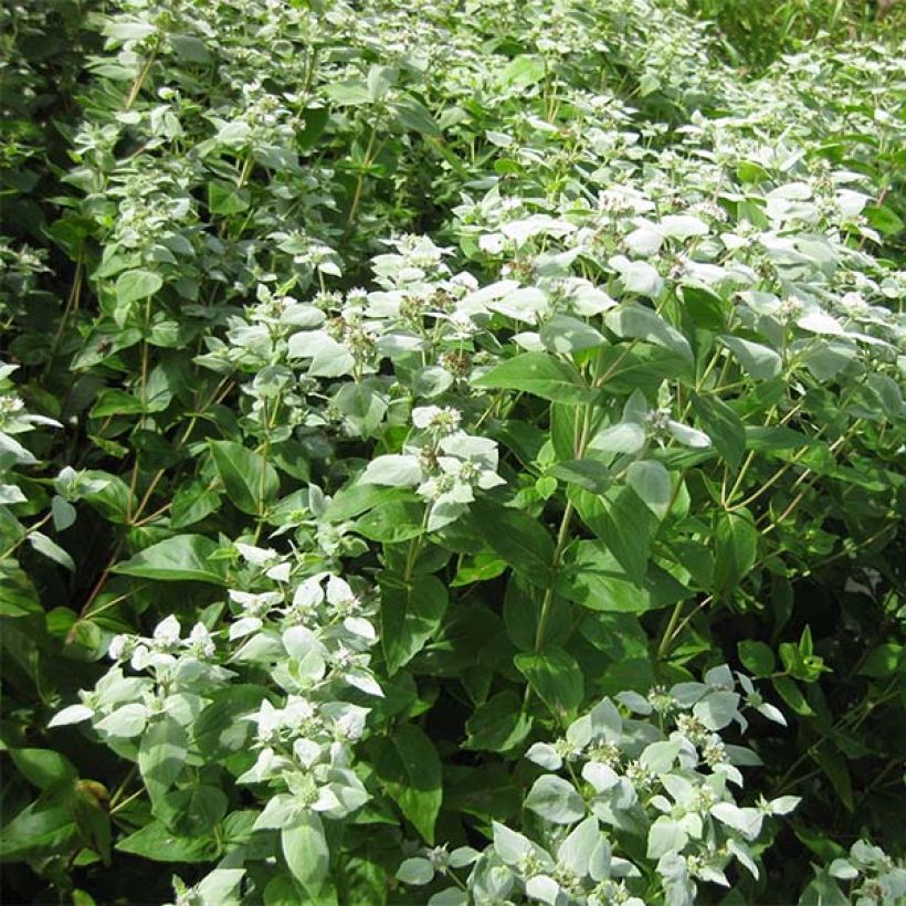 Menthe des montagnes - Pycnanthemum muticum (Plant habit)