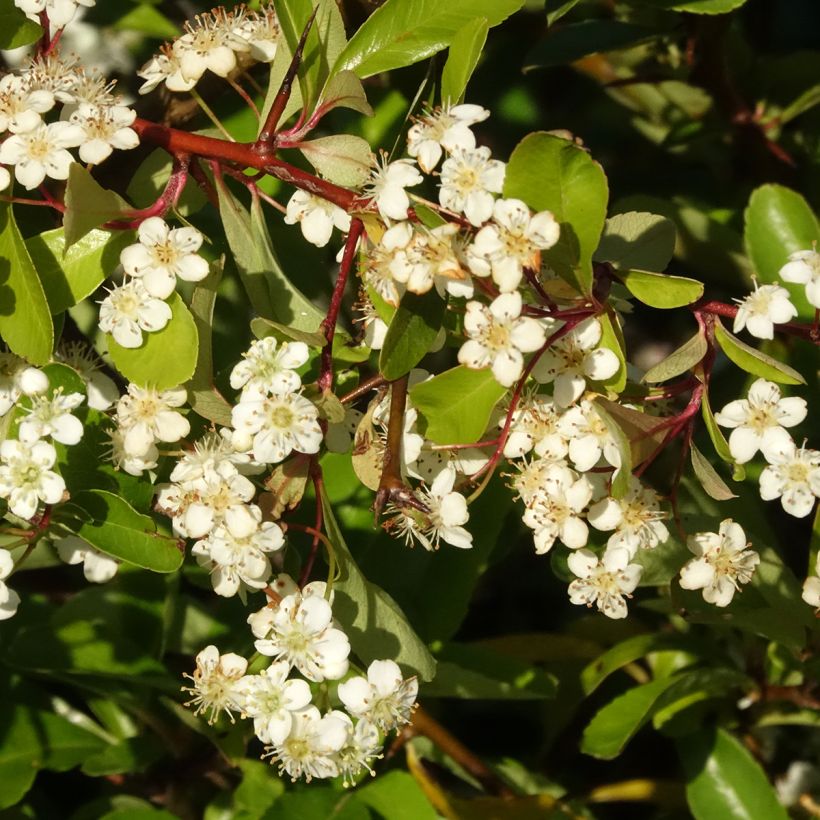 Pyracantha coccinea Orange Star - Buisson ardent (Floraison)