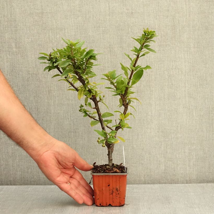 Spécimen de Pyracantha coccinea Orange Star - Buisson ardent Godet de 8/9 cm tel que livré en été