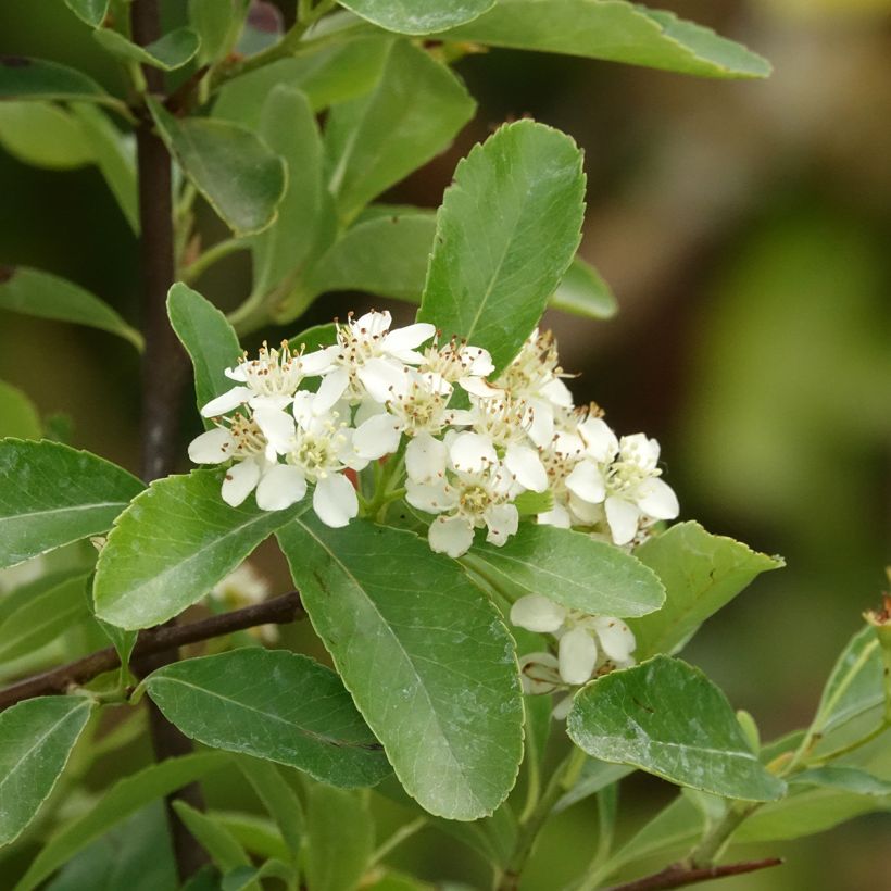 Pyracantha coccinea Saphyr Jaune - Buisson ardent   (Floraison)