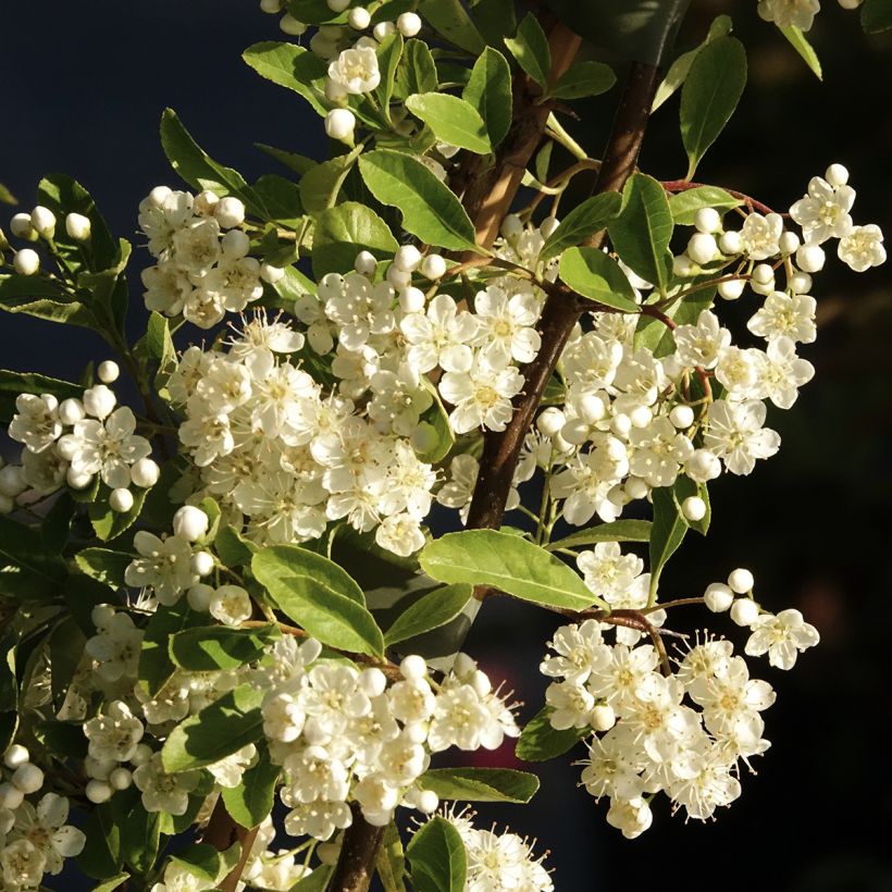 Pyracantha Golden Charmer - Buissont ardent (Floraison)