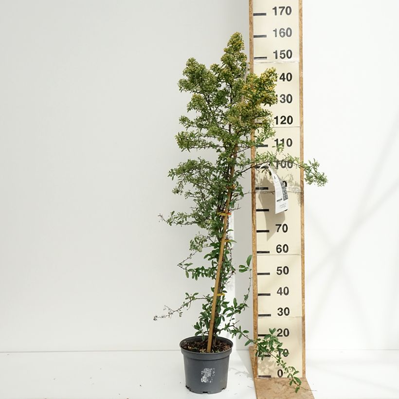 Spécimen de Pyracantha SAPHYR Orange - Buisson ardent Pot de 6L/7L tel que livré en été