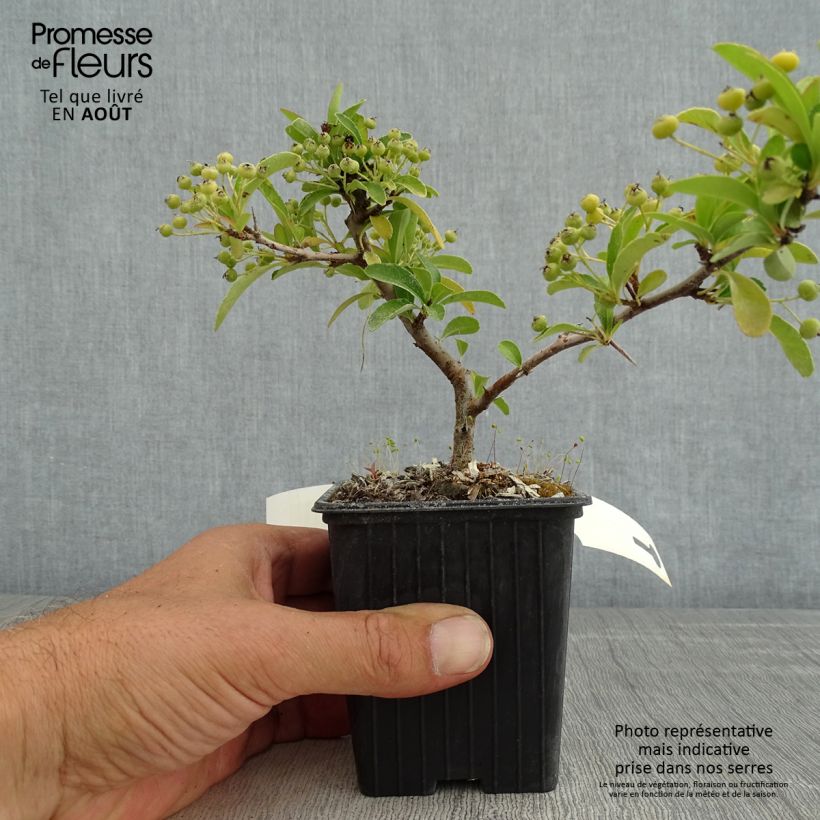 Spécimen de Pyracantha SAPHYR Orange - Buisson ardent Godet de 8/9 cm tel que livré en été