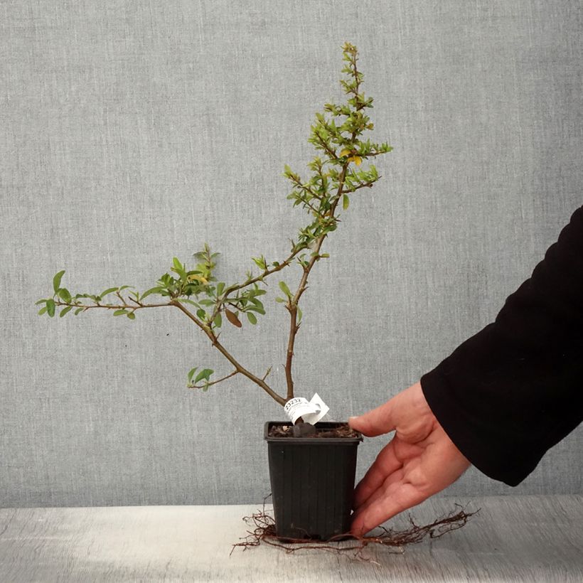 Example of Pyracantha SAPHYR Orange - Buisson ardent Godet de 8/9 cm as you get in printemps