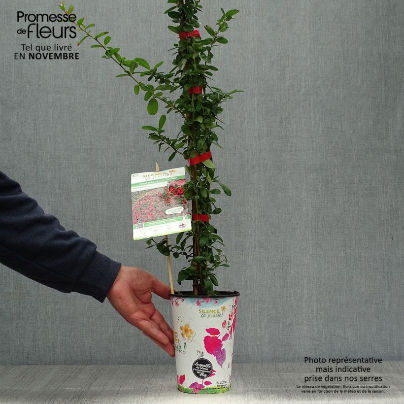 Spécimen de Pyracantha SAPHYR Rouge - Buisson ardent Pot de 2L/3L tel que livré en automne