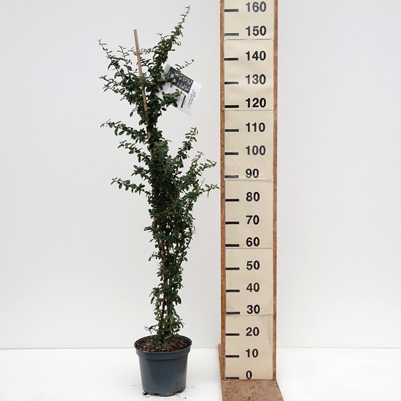 Example of Pyracantha SAPHYR Rouge - Buisson ardent Pot de 7,5L/10L as you get in hiver