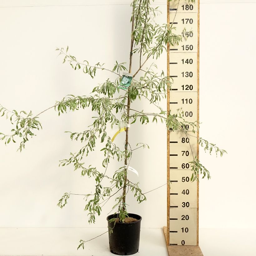 Example of Pyrus salicifolia Pendula - Poirier d'ornement pleureur  Pot de 12L/15L as you get in printemps