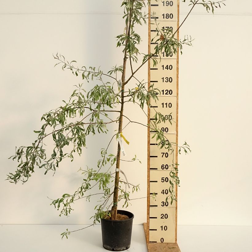 Spécimen de Pyrus salicifolia Pendula - Poirier d'ornement pleureur  Pot de 12L/15L tel que livré en été