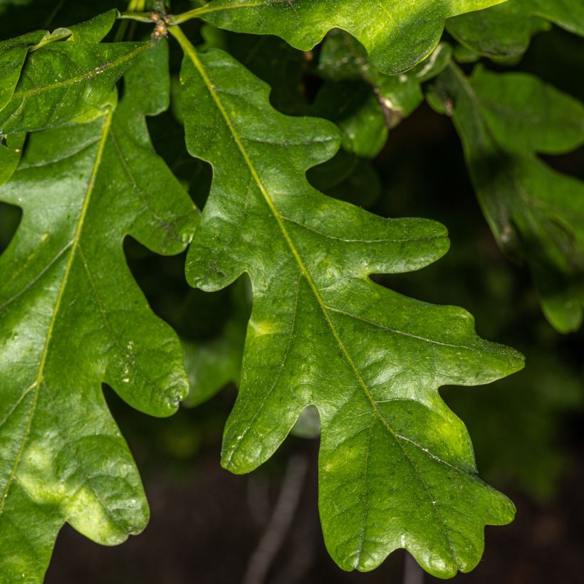 Chêne colonnaire - Quercus bimundorum Crimson Spire (Foliage)