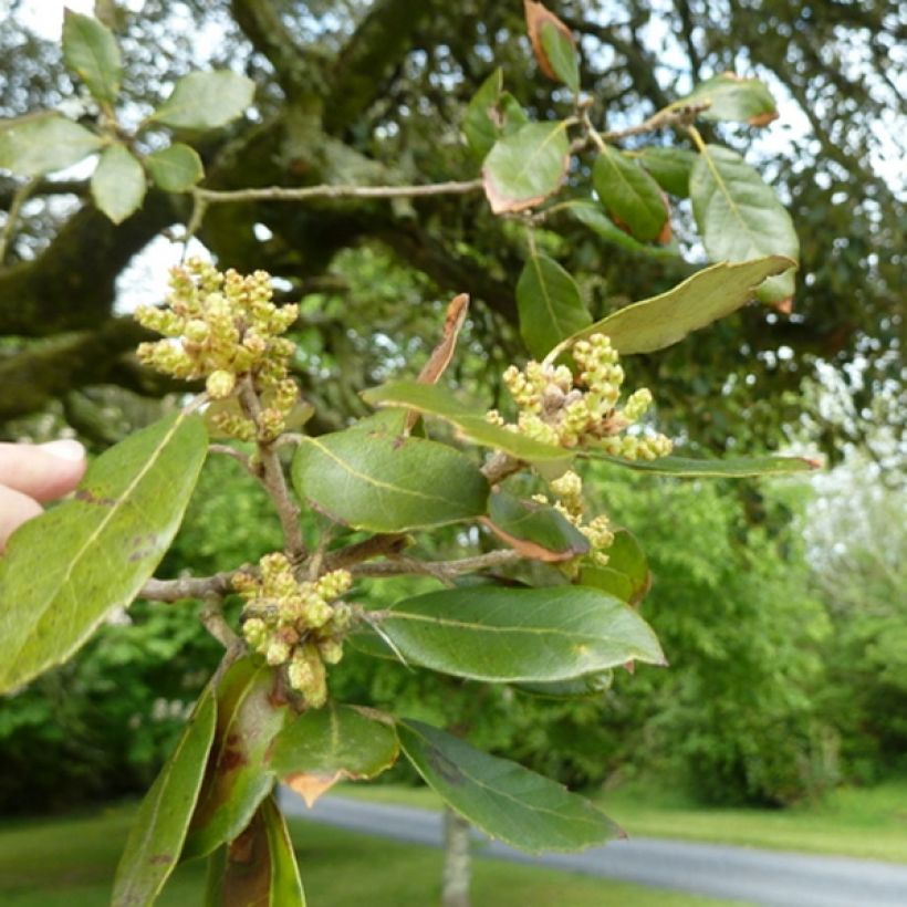 Chêne vert - Quercus ilex  (Foliage)