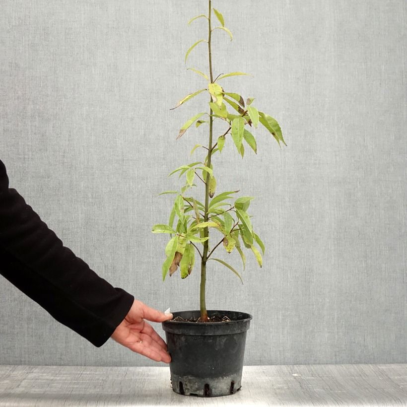 Example of Quercus myrsinifolia - Chêne à feuilles de myrsine Pot de 3L/4L as you get in printemps