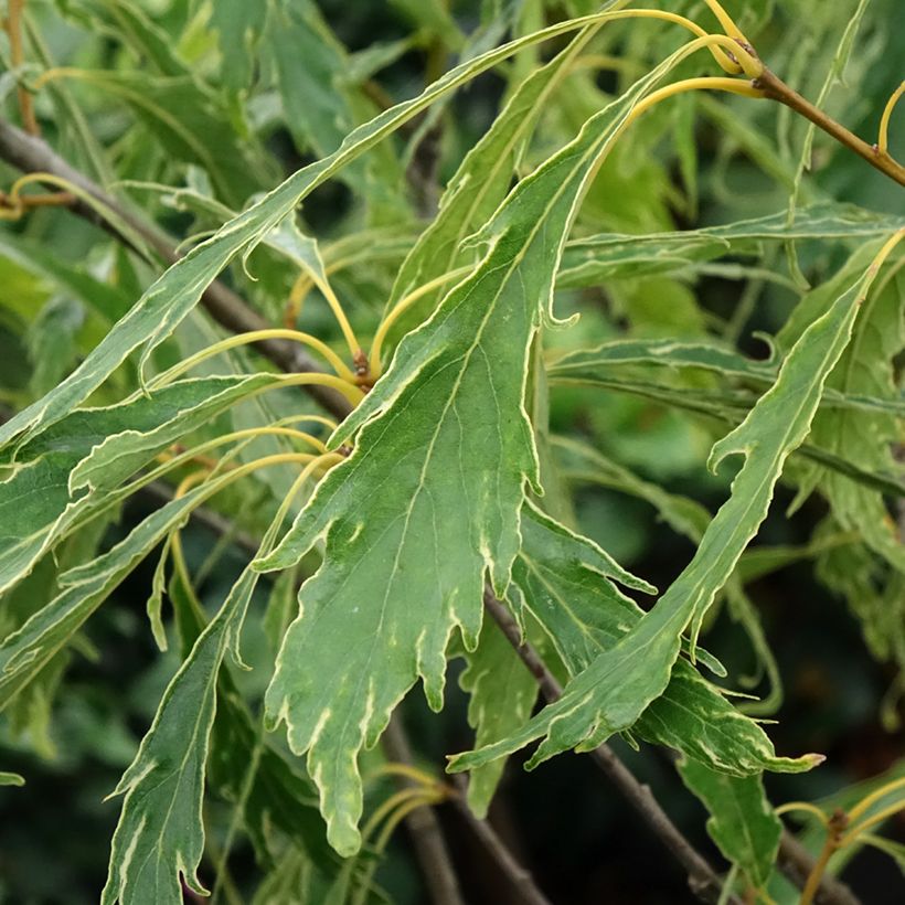 Quercus petraea Insecata - Chêne rouvre (Foliage)
