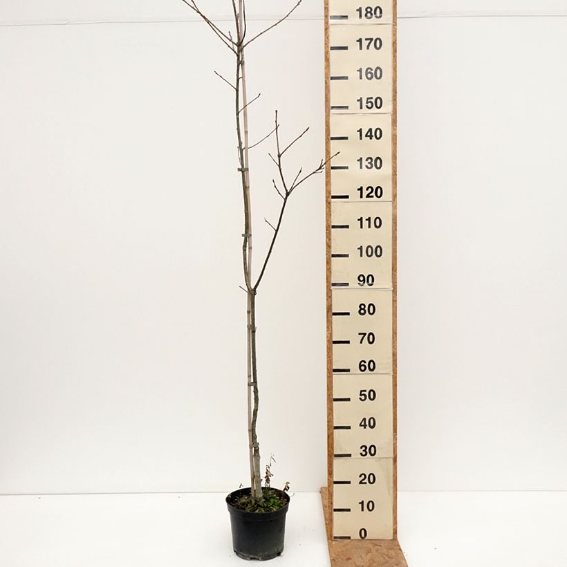 Spécimen de Quercus petraea Insecata - Chêne rouvre Pot de 4L/5L tel que livré en automne