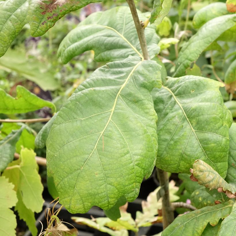 Quercus robur Cucullata - Chêne pédonculé (Foliage)
