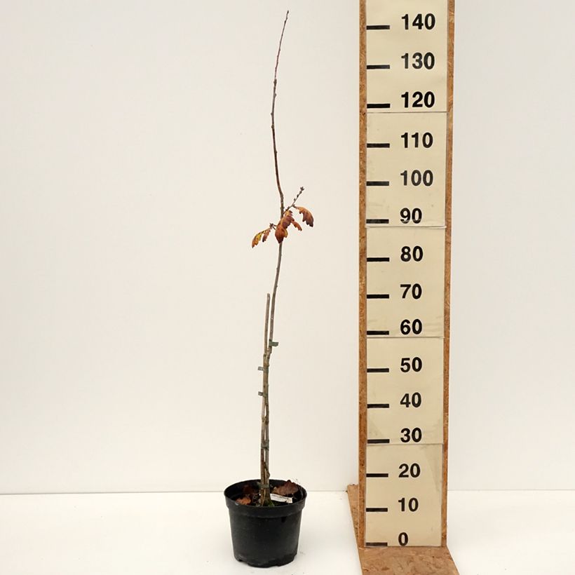 Spécimen de Quercus robur Cucullata - Chêne pédonculé Pot de 4L/5L tel que livré en automne