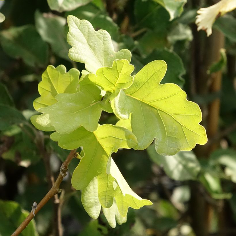 Quercus robur Facrist - Chêne pédonculé (Foliage)