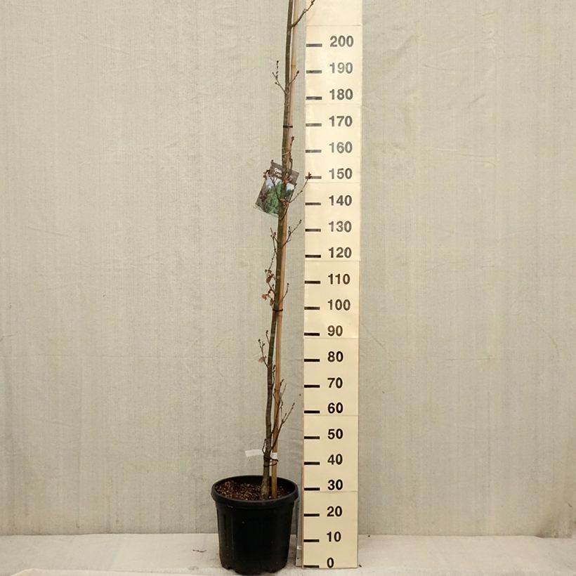 Example of Quercus robur Fastigiata Koster - Chêne pédonculé fastigié Pot de 20L/25L as you get in printemps