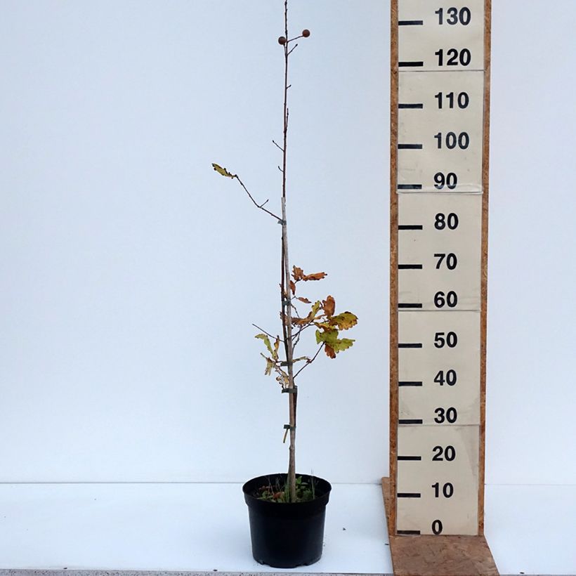 Spécimen de Quercus robur Rita's Gold - Chêne pédonculé doré Pot de 4L/5L tel que livré en automne