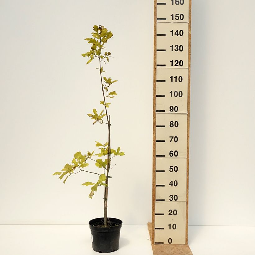 Spécimen de Quercus robur Rita's Gold - Chêne pédonculé doré Pot de 4L/5L tel que livré en été