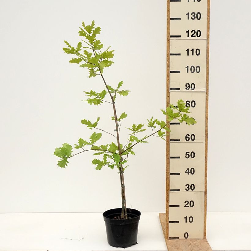 Example of Quercus robur Rita's Gold - Chêne pédonculé doré Pot de 4L/5L as you get in printemps