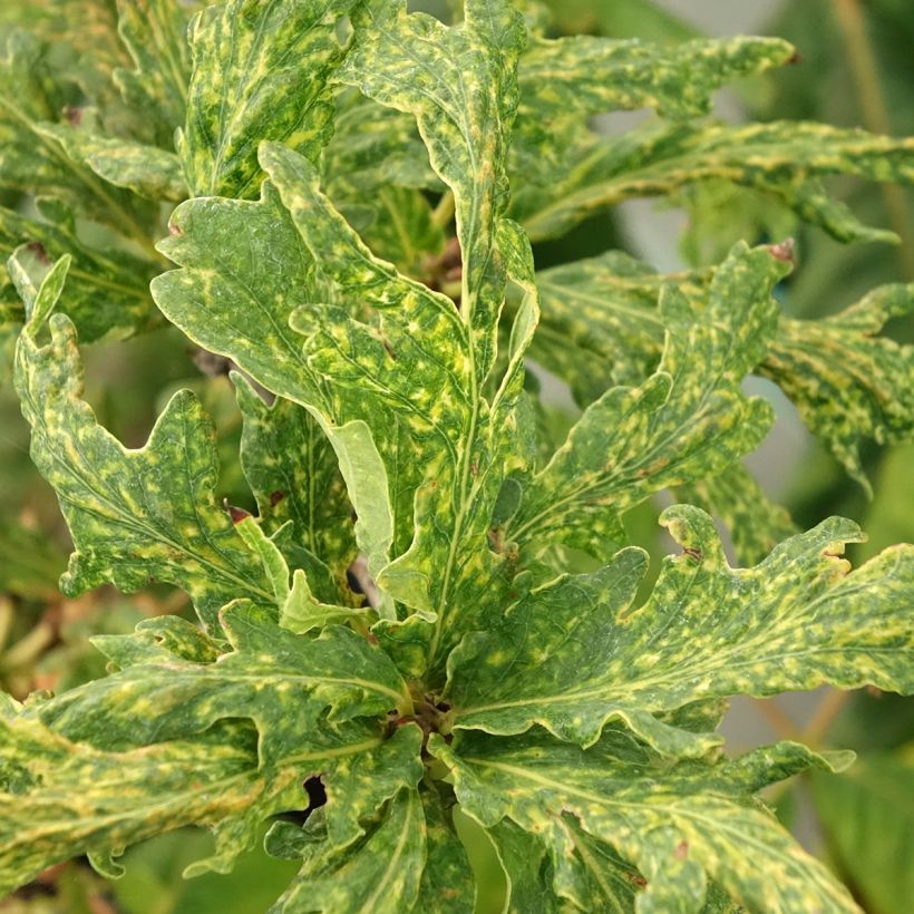 Quercus robur Salfast - Chêne pédonculé (Foliage)