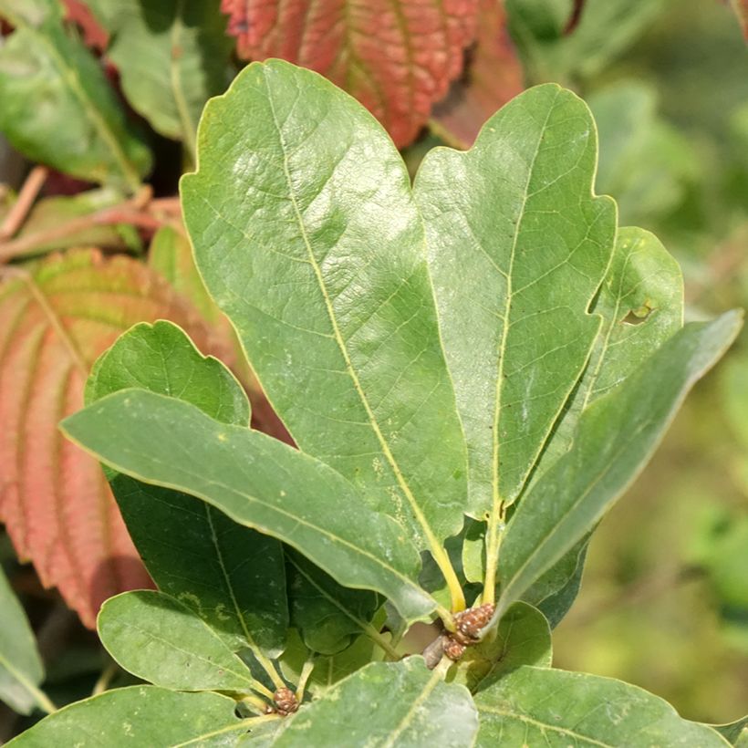 Quercus robur Strypemonde - Chêne pédonculé (Feuillage)