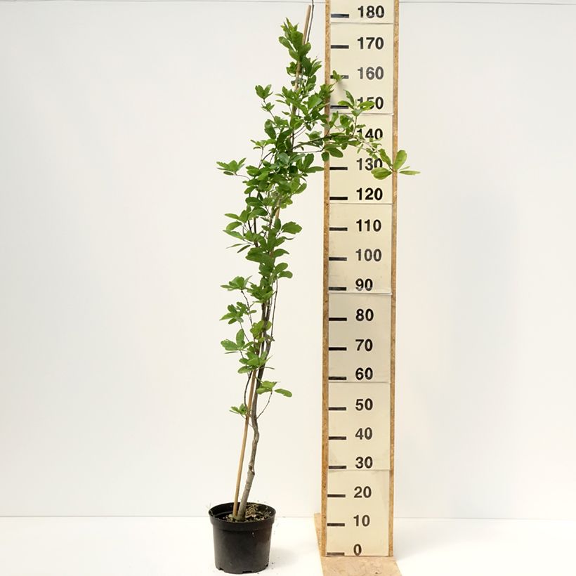 Spécimen de Quercus robur Strypemonde - Chêne pédonculé Pot de 4L/5L tel que livré au printemps