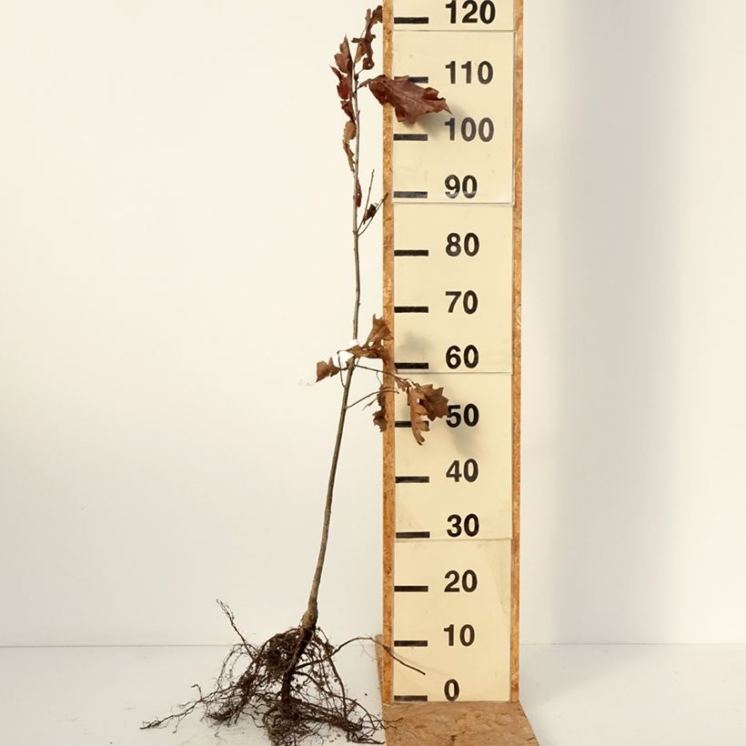 Spécimen de Quercus rubra - Chêne rouge d'Amérique Racines nues tel que livré en hiver