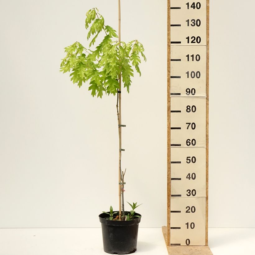 Example of Quercus rubra Wolfsdonk's Pride - Chêne rouge d'Amérique Pot de 7,5L/10L, Tige as you get in printemps