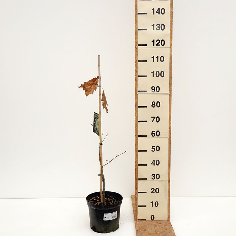 Spécimen de Quercus rubra Wolfsdonk's Pride - Chêne rouge d'Amérique Pot de 7,5L/10L, Tige tel que livré en automne