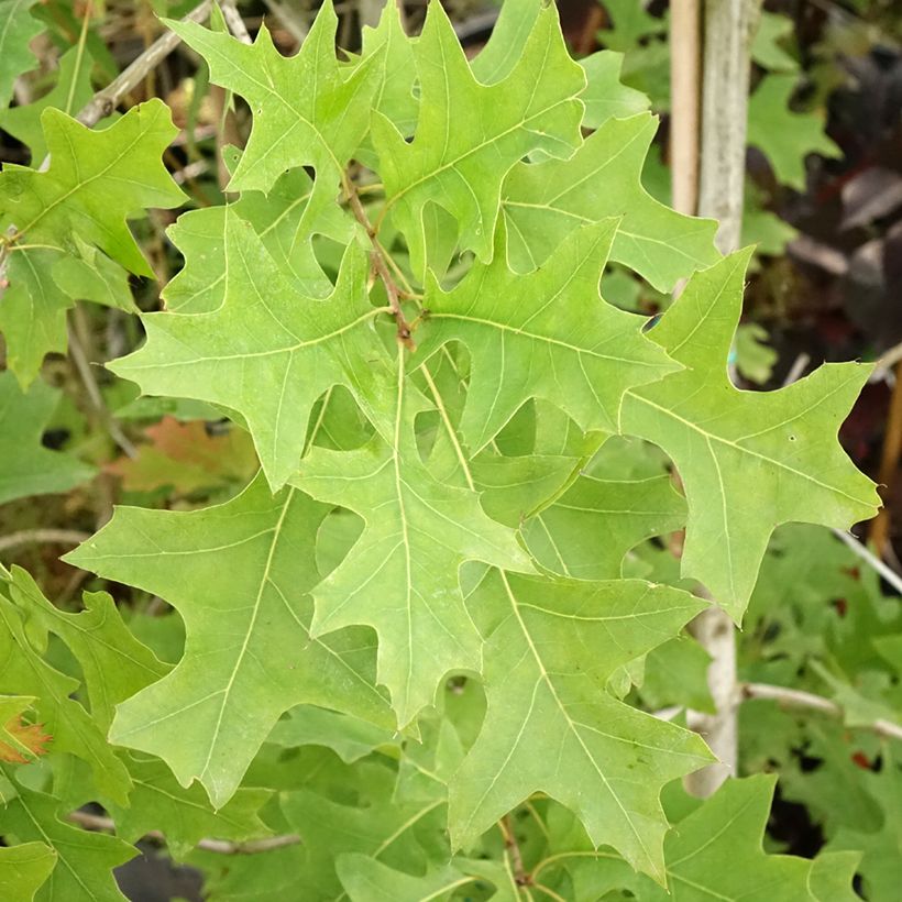 Quercus texana New Madrid - Chêne rouge du Texas (Foliage)