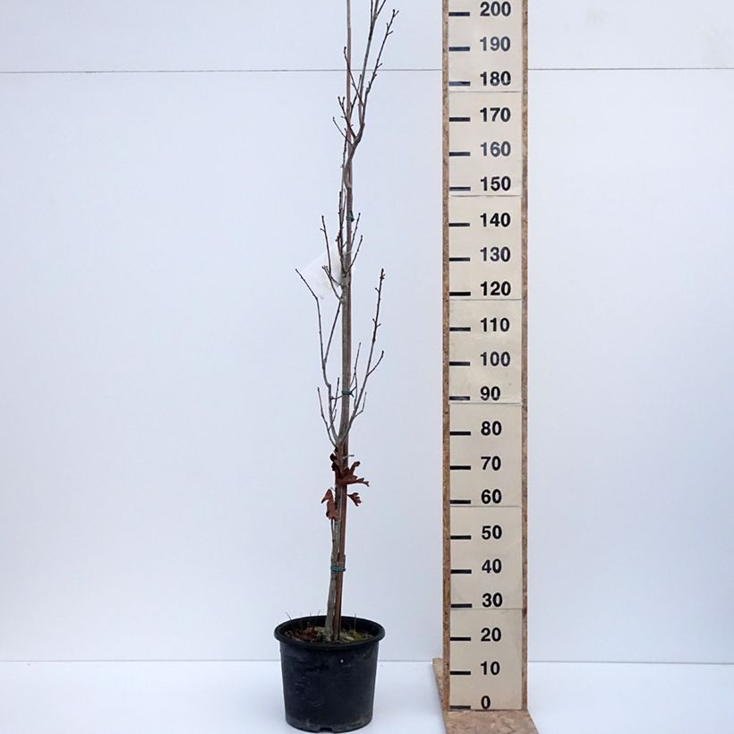 Example of Quercus x warei Chimney Fire - Chêne Pot de 12L/15L, Baliveau as you get in hiver