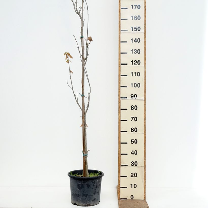 Spécimen de Quercus x warei Chimney Fire - Chêne Pot de 12L/15L, Baliveau tel que livré au printemps