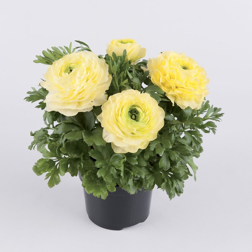Renoncule des fleuristes Vortex F1 Lemonade - Ranunculus hybrida (Plant habit)