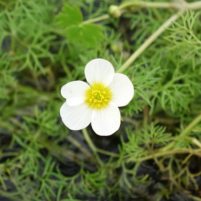 Ranunculus aquatilis - Renoncule aquatique (Flowering)