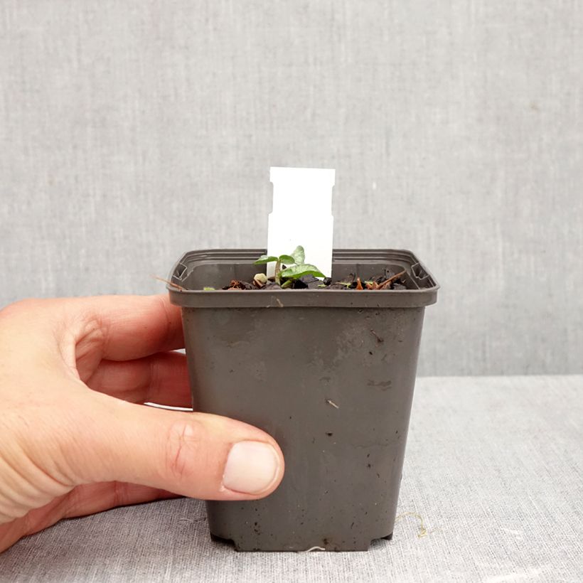 Spécimen de Ranunculus ficaria Flore pleno - Ficaire fausse-renoncule Godet de 8/9 cm tel que livré en automne