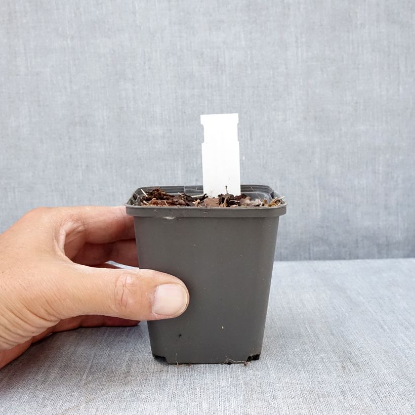 Spécimen de Ranunculus ficaria Flore pleno - Ficaire fausse-renoncule Godet de 8/9 cm tel que livré en été
