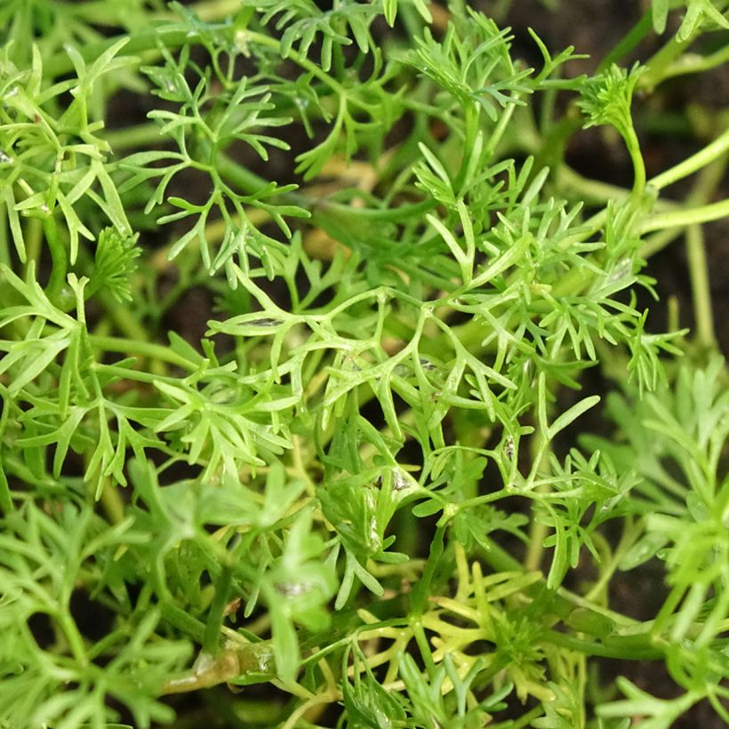 Ranunculus aquatilis - Renoncule aquatique (Foliage)
