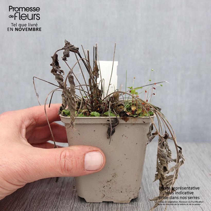 Spécimen de Ratibida pinnata - Vivace Godet de 8/9 cm tel que livré en automne